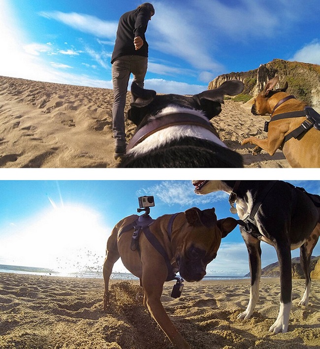 Postroj pro psa pro kamery GoPro
